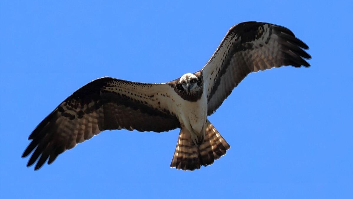     Источник: Сихоте-Алинский заповедник