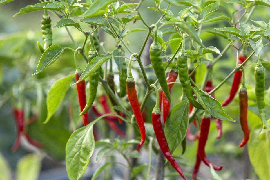    Nikolay Gyngazov/Global Look Press