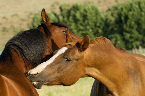 Когда лошади чешут друг друга это означает, что они проявляют любовь и дружбу