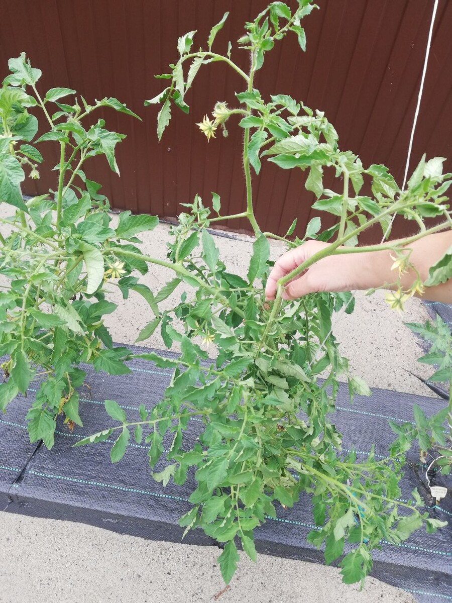 Томат Marmande de Montpellier до обрезки