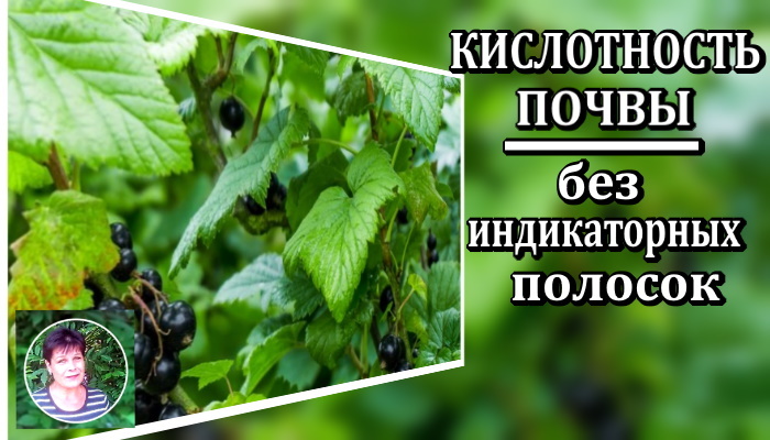 Секрет садовода: тест на кислотность почвы без химии и специальных средств