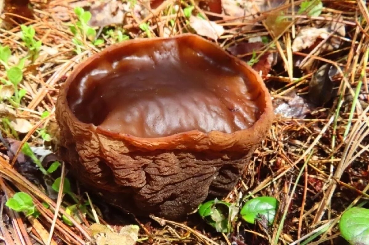    Миколог объяснил, почему гриб «ведьмин котел» появился в заказнике Хакасии