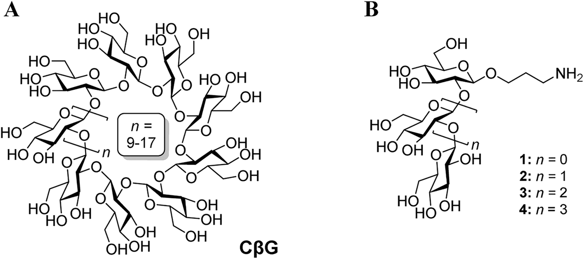 Структура природного полисахарида В и синтезированных олигосахаридов. Источник: Kuznetsov et al. / Communications Chemistry, 2025