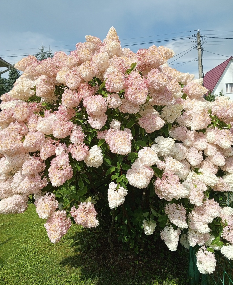 ГОРТЕНЗИЯ ПОСТОЯННОЙ ЧИТАТЕЛЬНИЦЫ. Московская область