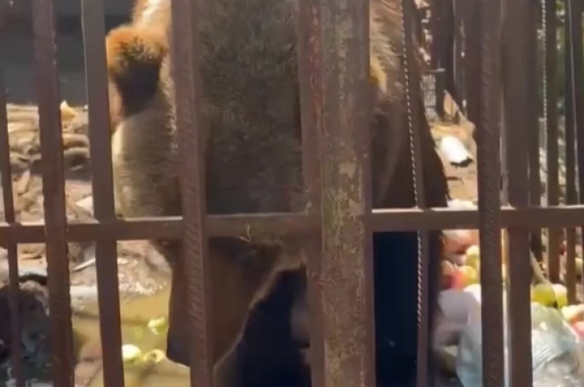    Волонтёры нашли медведицу в заброшенном зоопарке в Иркутской области