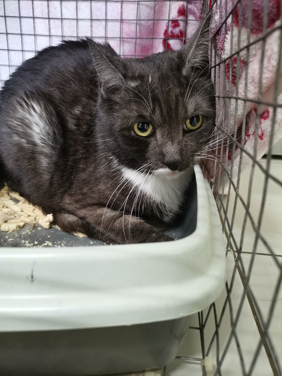 Скрипача вернули в первый раз 18.04.2024