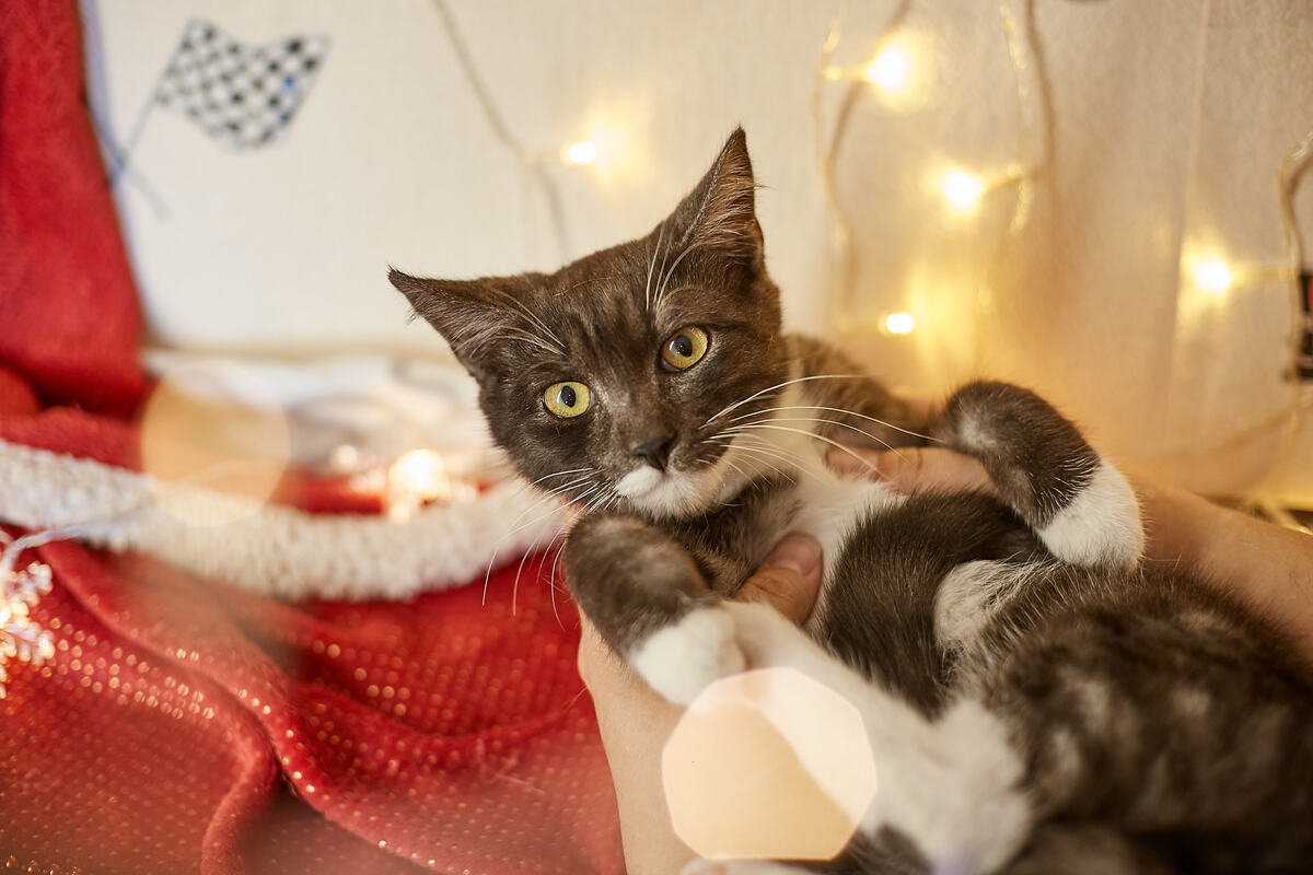 Скрипач в приюте, 2021 год, ищем дом молодому котику