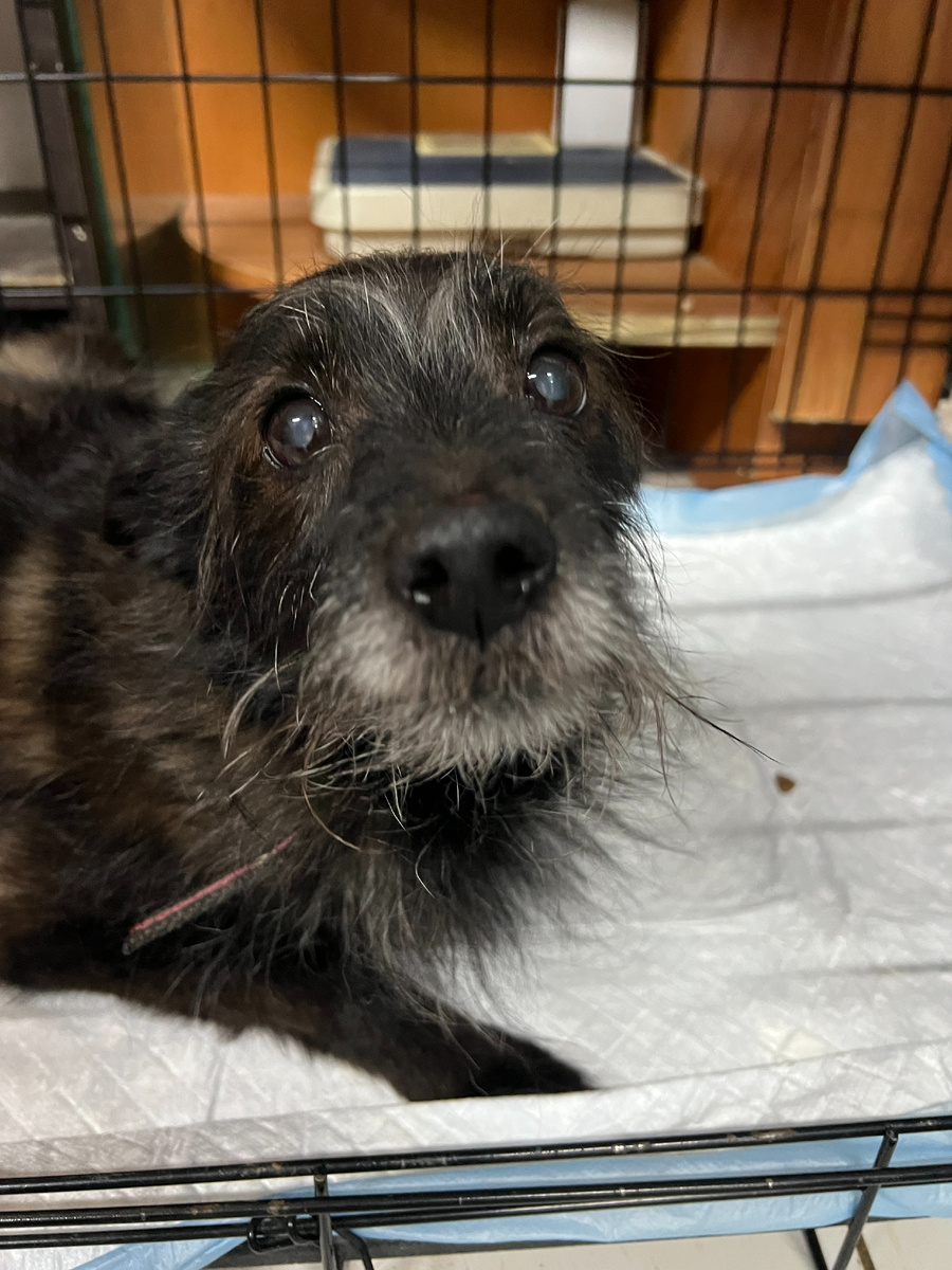 Друг по несчастью Ричард тоже попал в приют