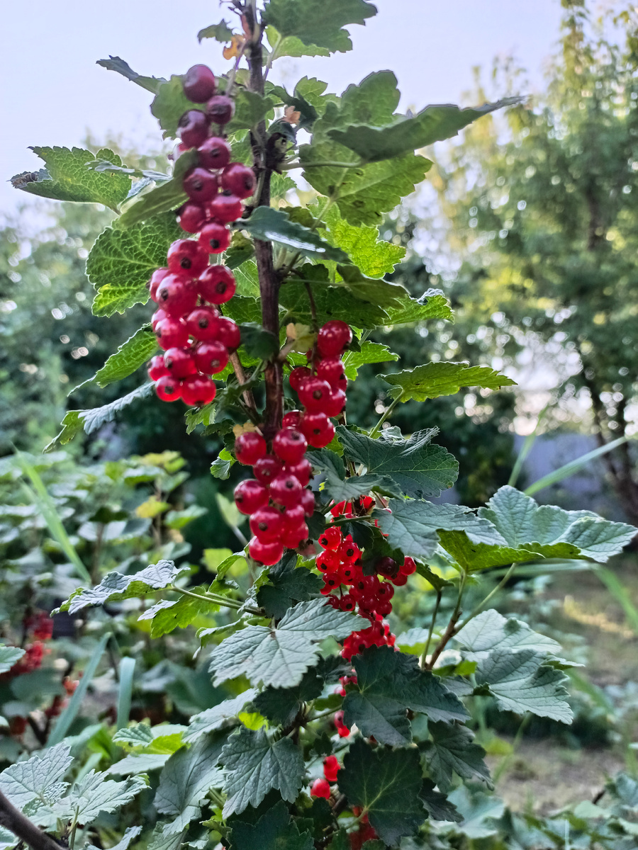 Красная смородина.