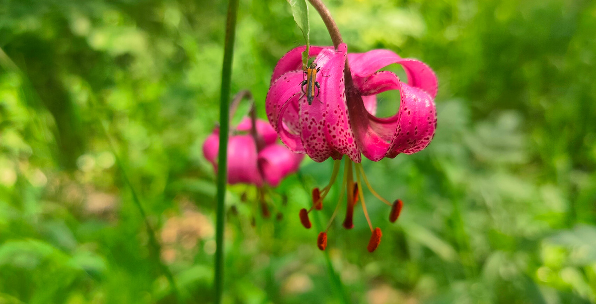 Но вдруг налетели на ведьму тени, Привидений, говорят: "Не бывать преступленью" Ну что же ты, что ты потупила взор? Сдавайся, ведьма – Ночной Дозор
(Песня из фильма Ночной дозор., авторы С. Лукьяненко, группа Uma2RMAN)