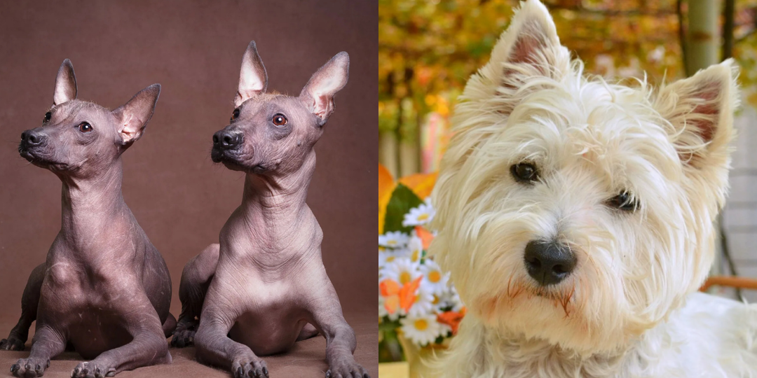 Дело в шерсти: 7 пород, которые не пахнут