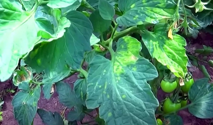 Яндекс картинки