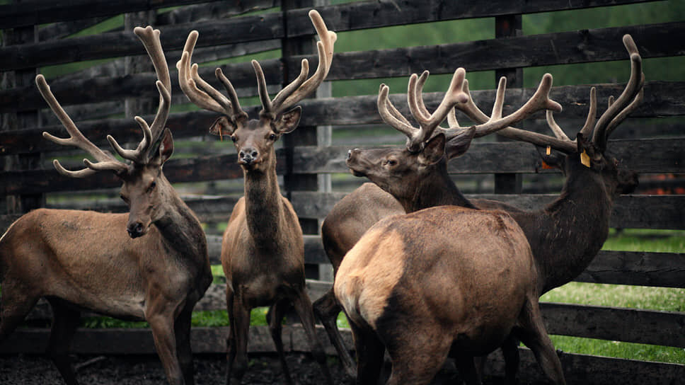 Фото: Майя Шелковникова / Коммерсантъ