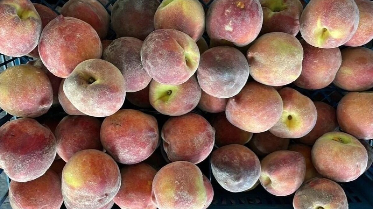     Автор: Южное межрегиональное управление Россельхознадзора