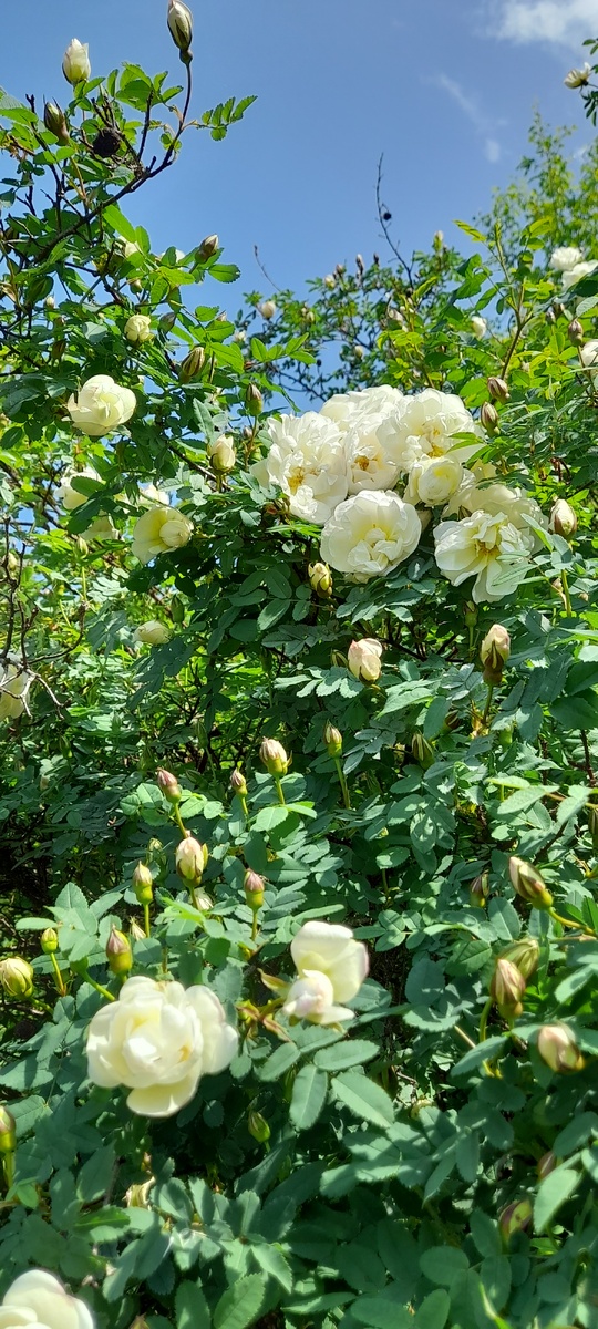Даже незнающему легко найти заросли шиповника - по жужжанию!))) Сначала звук, потом аромат и наконец - изумительная картина!)