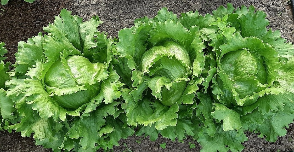 Календарь садовода-огородника с 25 по 29 июня 2025