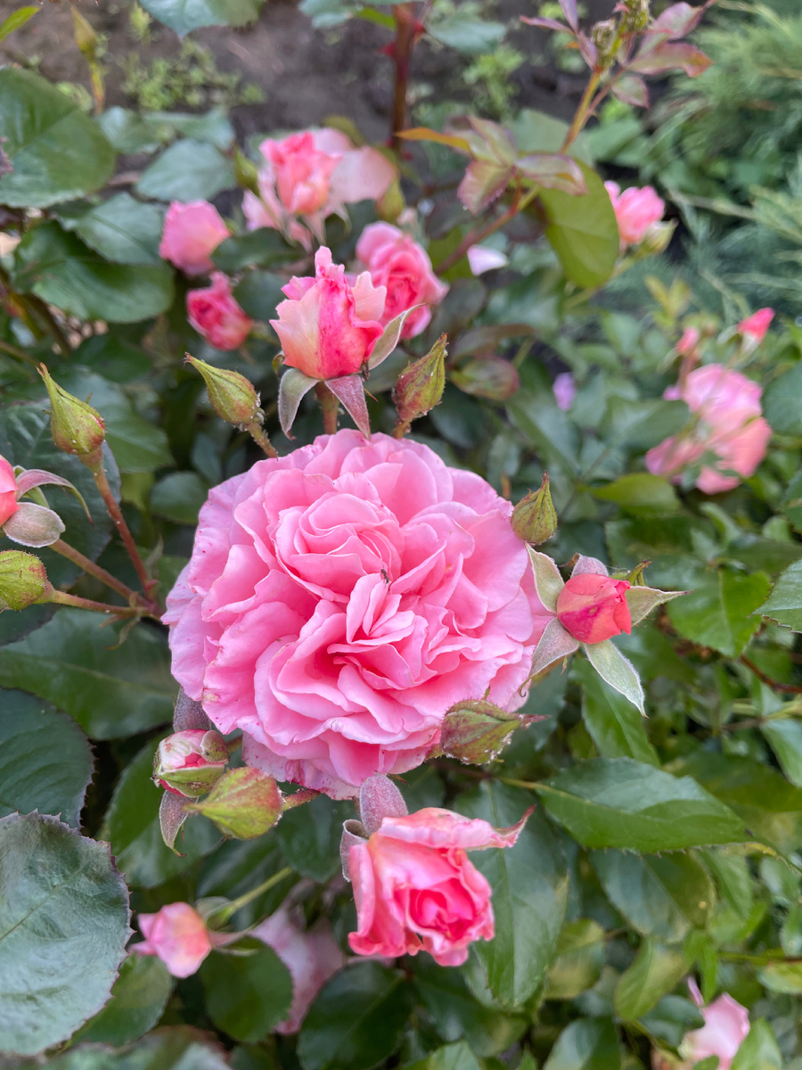 Клаймбер Дрим Уивер