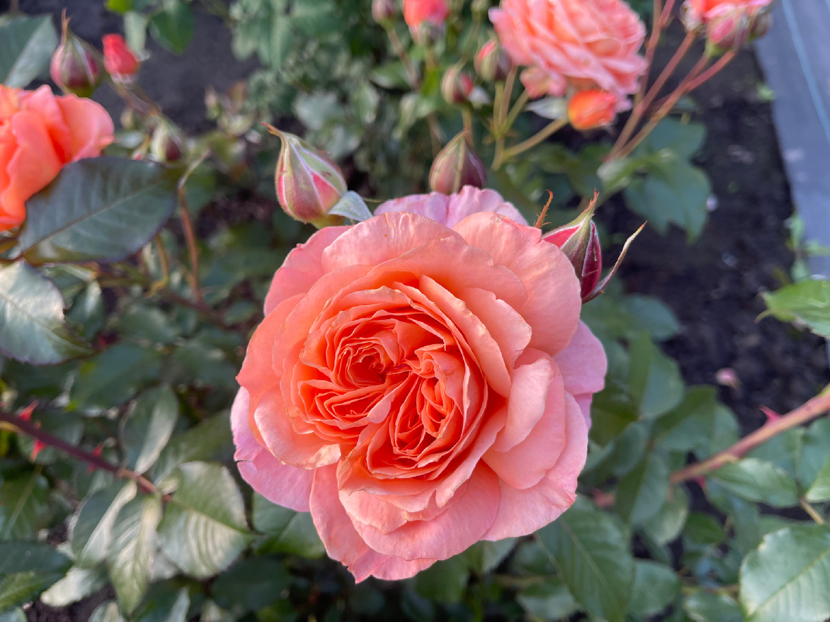 Шраб Бельведер