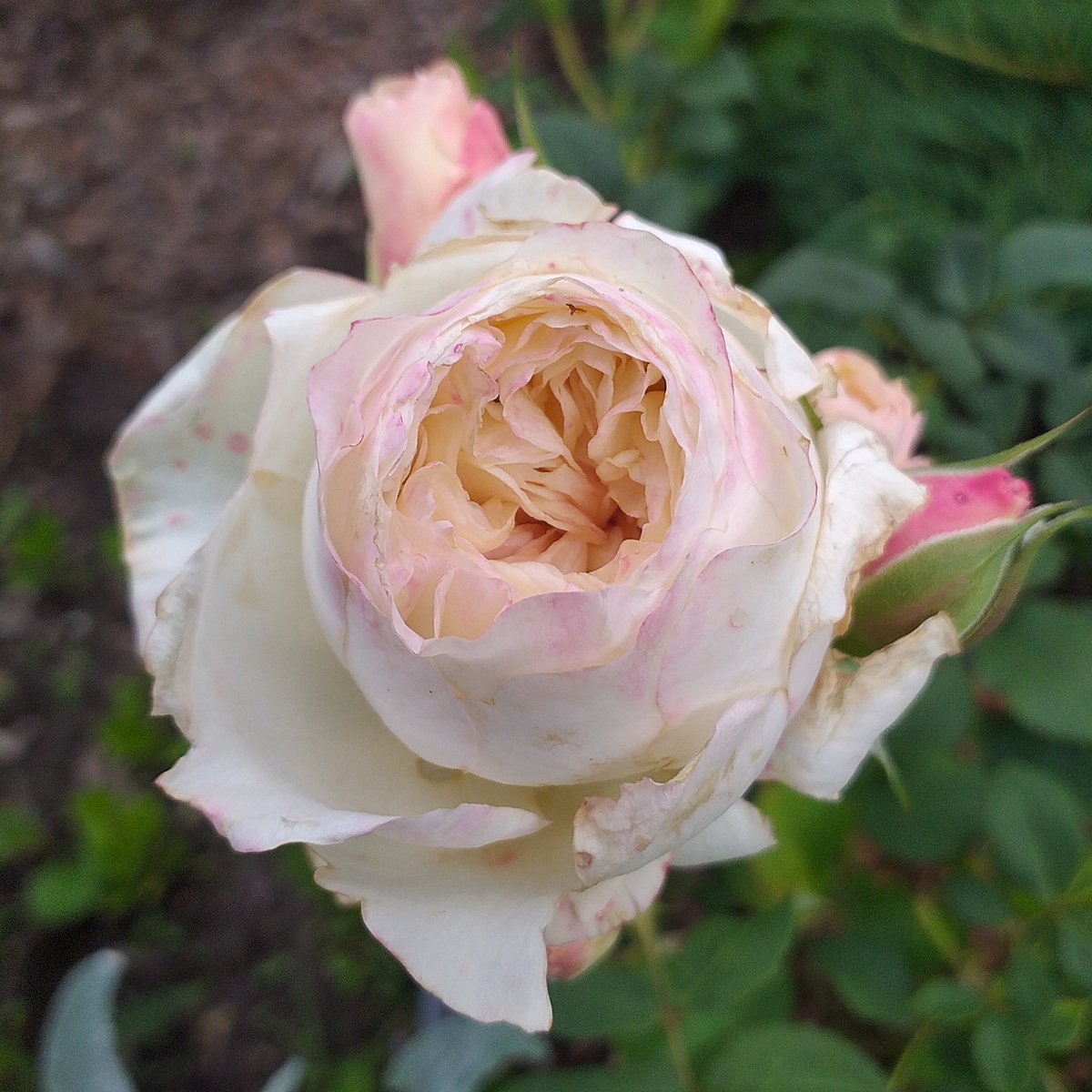 фото автора, роза Кейра