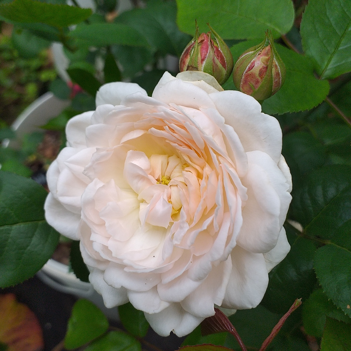 фото автора, роза Елена