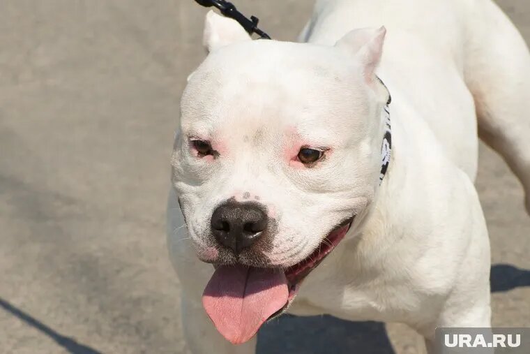 Американский булли считается престижной и дорогой породой (архивное фото). Фото: Вадим Ахметов © URA.RU