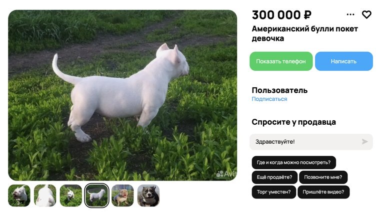 Американский булли считается молодой породой. Фото: скрин с сайта «Авито» https://www.avito.ru/chelyabinsk/sobaki/amerikanskiy_bulli_poket_devochka_7379414155