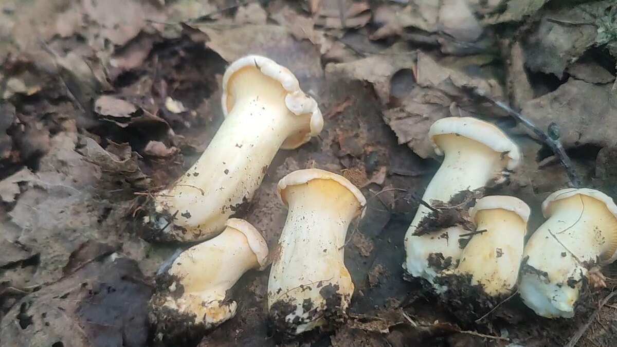 Лисички, июнь 2025 год.