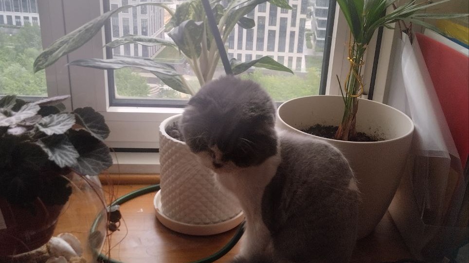🐾 Мурчащий привет от Муркоши!