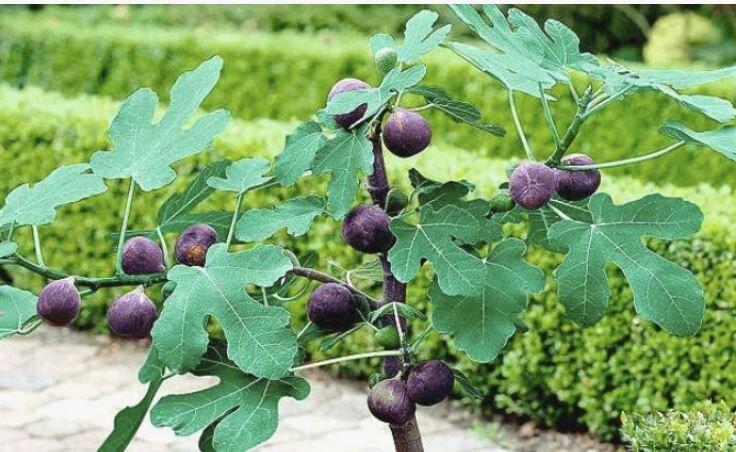 Формировка инжира с ограничением роста в открытом грунте: пошаговое руководство