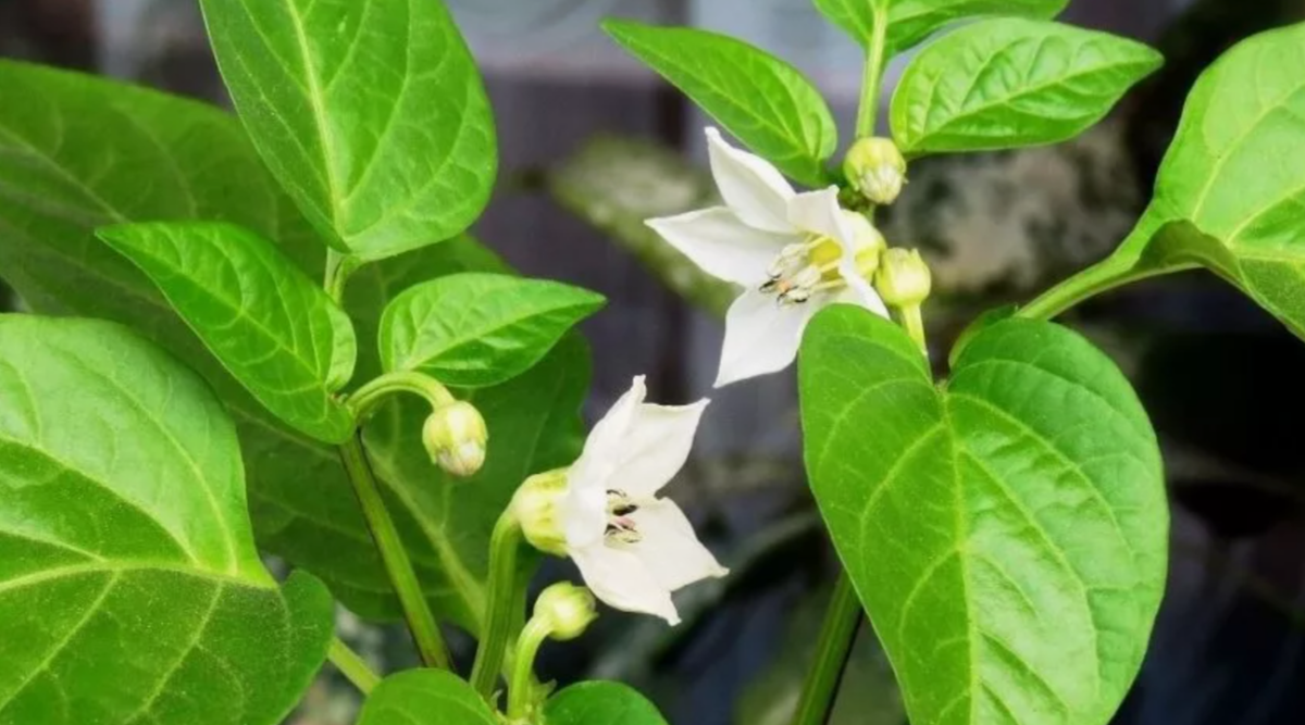 цветение перцев