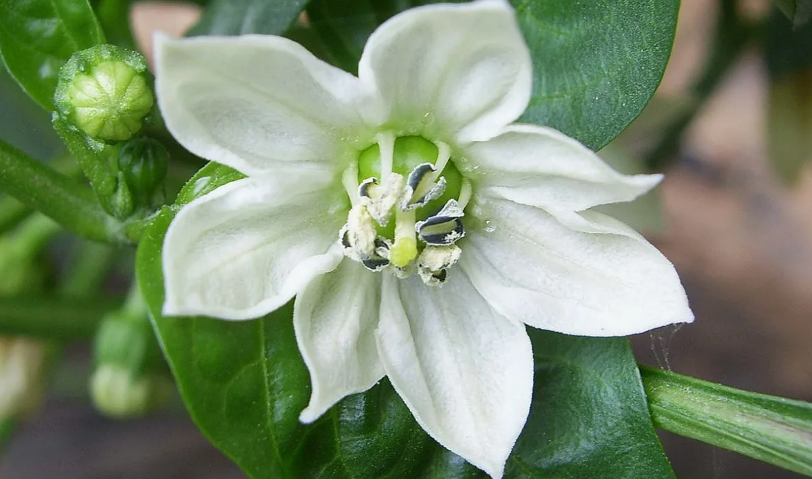 цветок перца