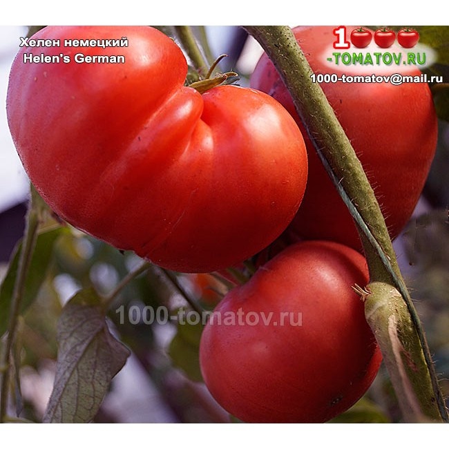 Томат Хелен немецкий Helen's German ФОТО 1