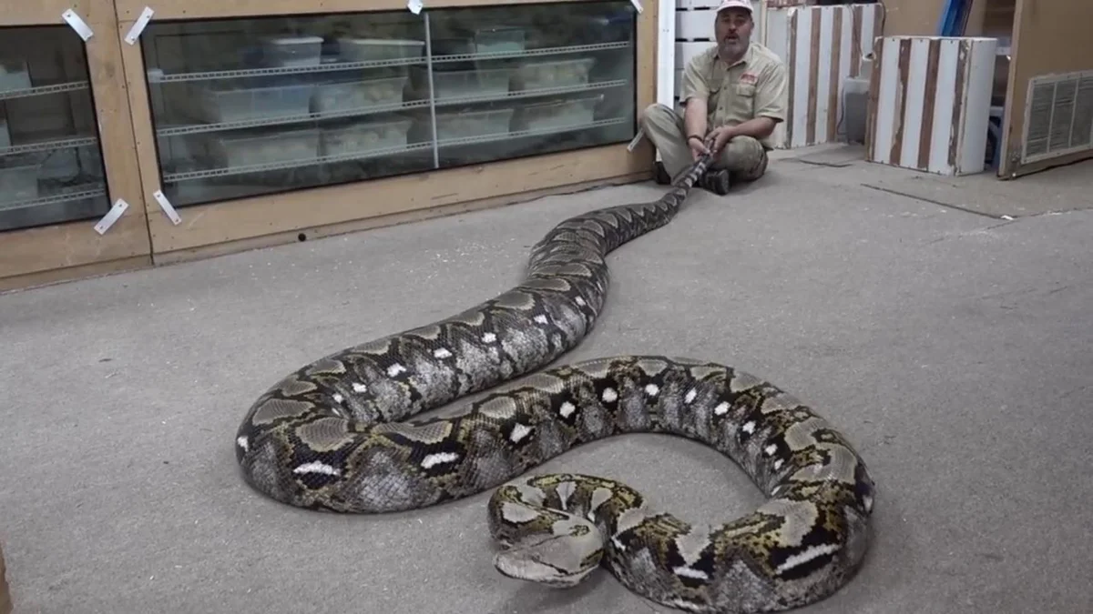 Вид, от которого замирает сердце! 🐍 Готовы ли вы заглянуть в мир одного из самых крупных змей планеты?