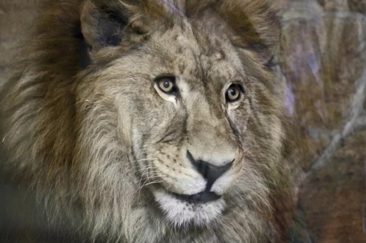    В парке «Тайган» заявили, что лев не хотел нападать на Зубкова