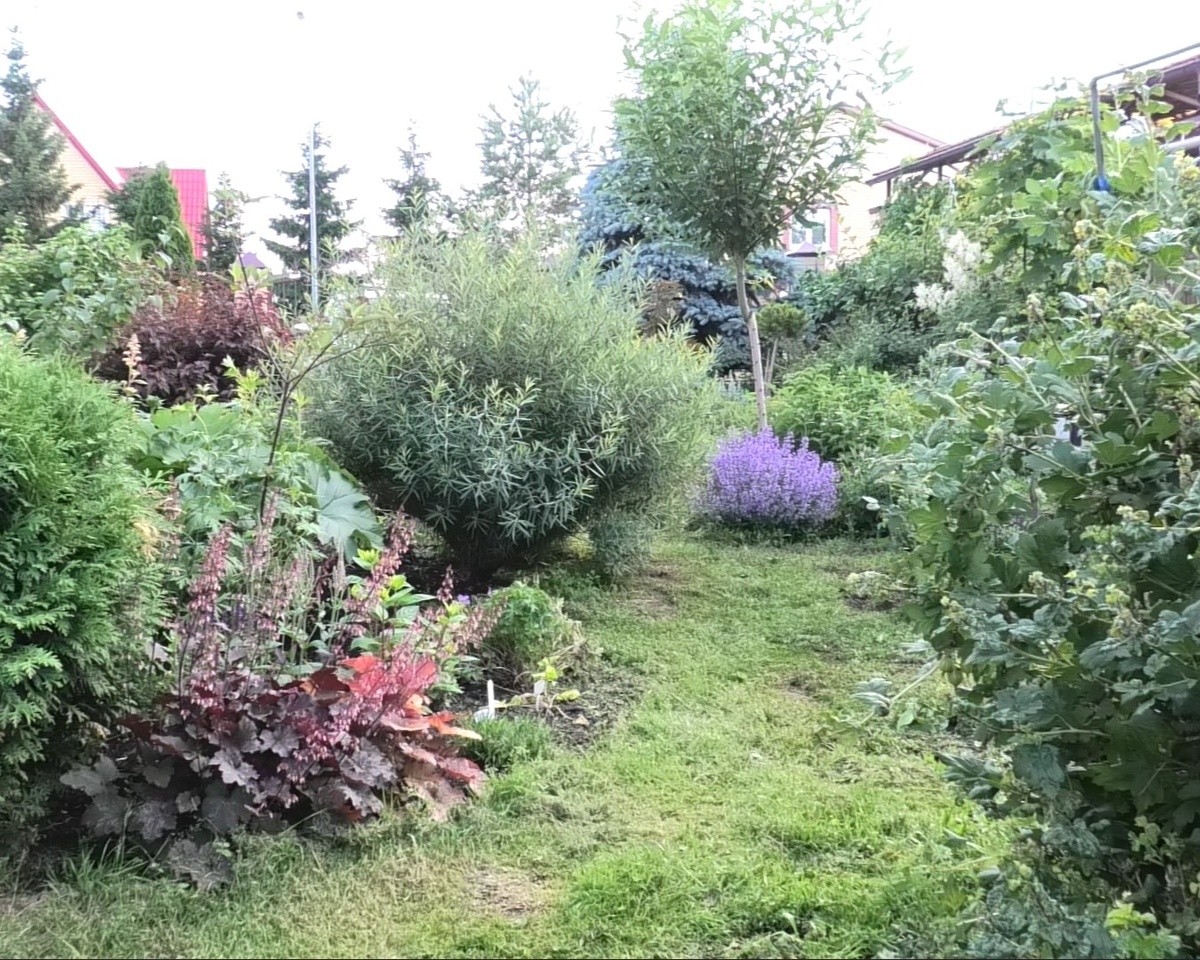 Ива Узни — шаровидный кустарник. Фото автора канала Дом с кипарисами