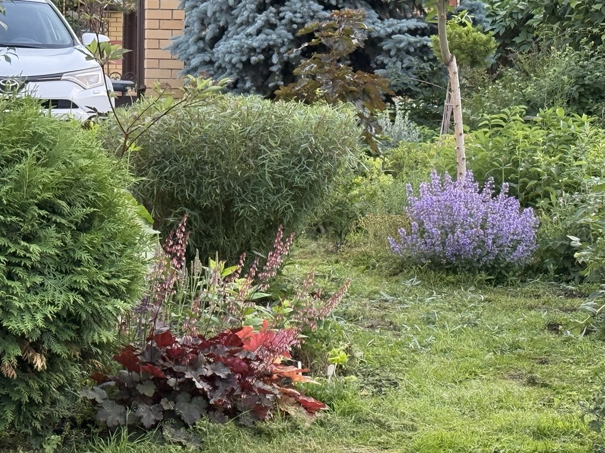 Ива Узни — шаровидный кустарник. Фото автора канала Дом с кипарисами