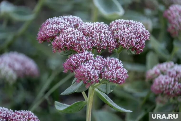 Столбики термометров опустились до 0°С. Фото: Руслан Яроцкий © URA.RU