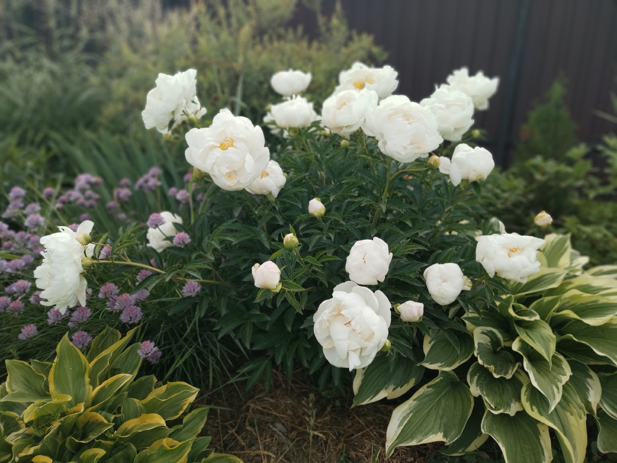 Мисс Америка вечером