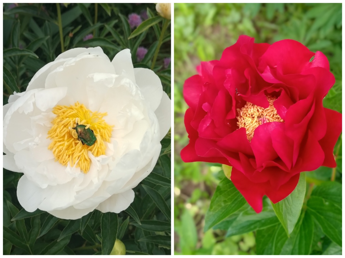 Мисс Америка. Макинак Гранд      