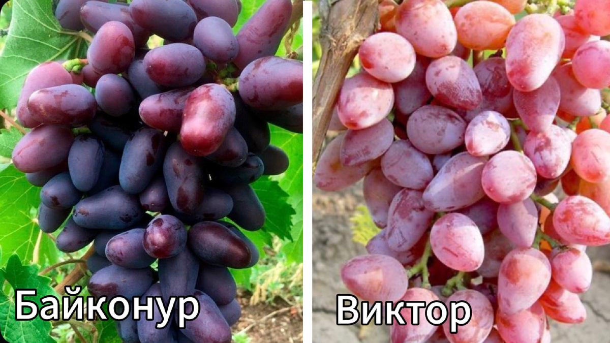 Фото из интернета. Коллаж автора