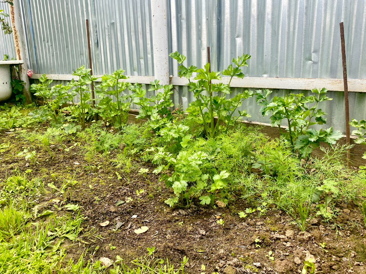 Мой мини-огород