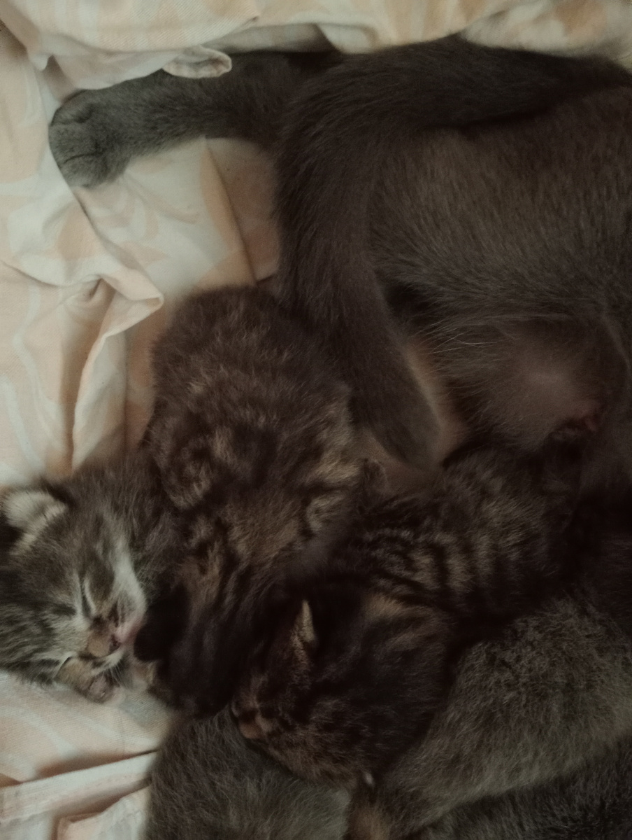 У нас постельный режим,наелись и лежим!