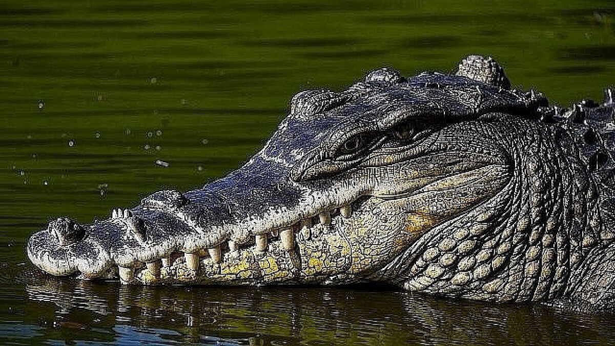    Фото создано при помощи ИИ