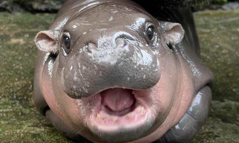 Мечта или реальность? 🦛✨ Погружаемся в мир одного из самых редких и удивительных "домашних" питомцев, который на самом деле совсем не домашний!