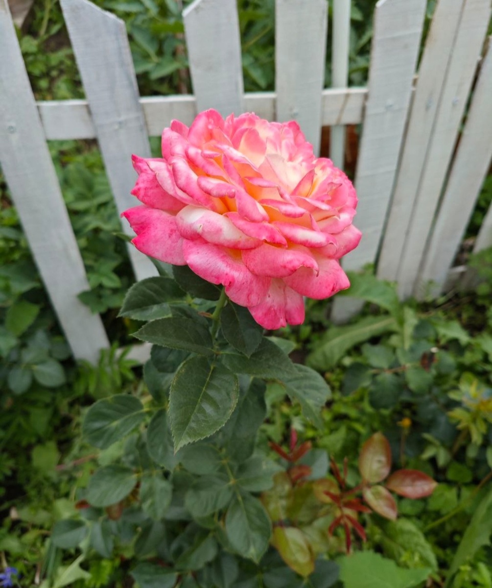 Роза Юбилей Кордеса, была сломана осенью, под самое не хочу. Весной ожила и цветёт, прям как я, мой характер)