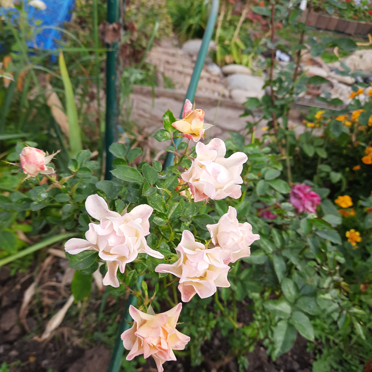 Вот такие милаши, неопознанного сорта у арки