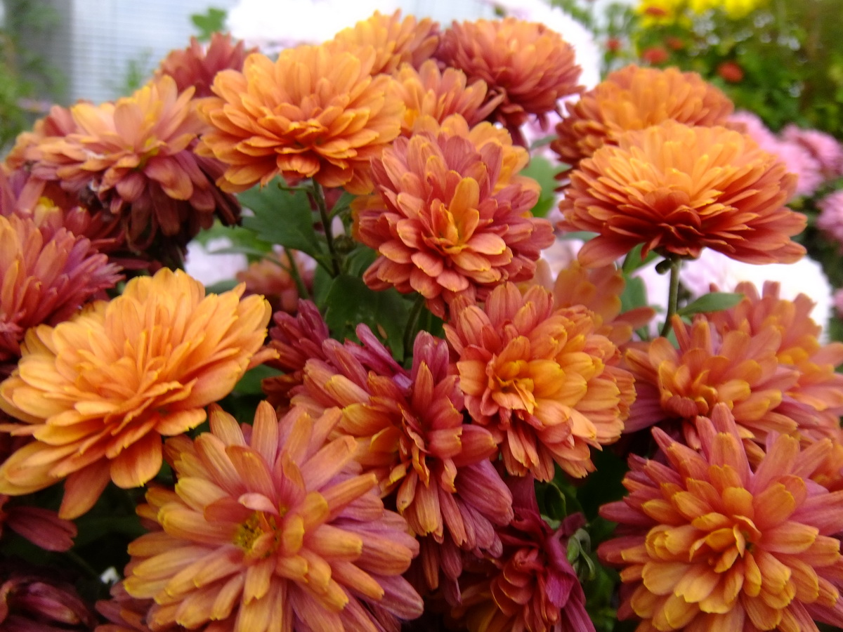 Хризантема Арес бронз http://sadik45.ru/wp-content/uploads/2019/03/201-7.jpg