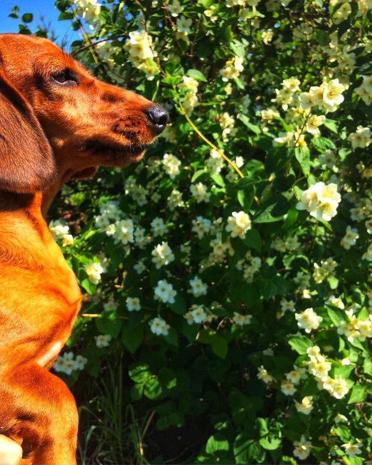 Полевые цветы мне нравятся куда больше