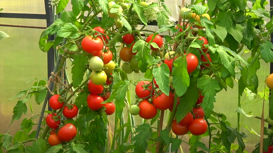 Применяю правильную подкормку томатов с июля по сентябрь. 5 соседей просят поделиться секретом гигантских помидоров