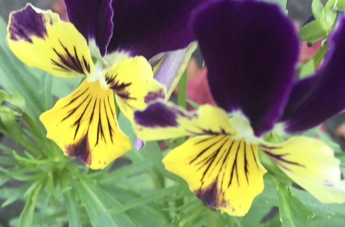 Мои любимые Анютки